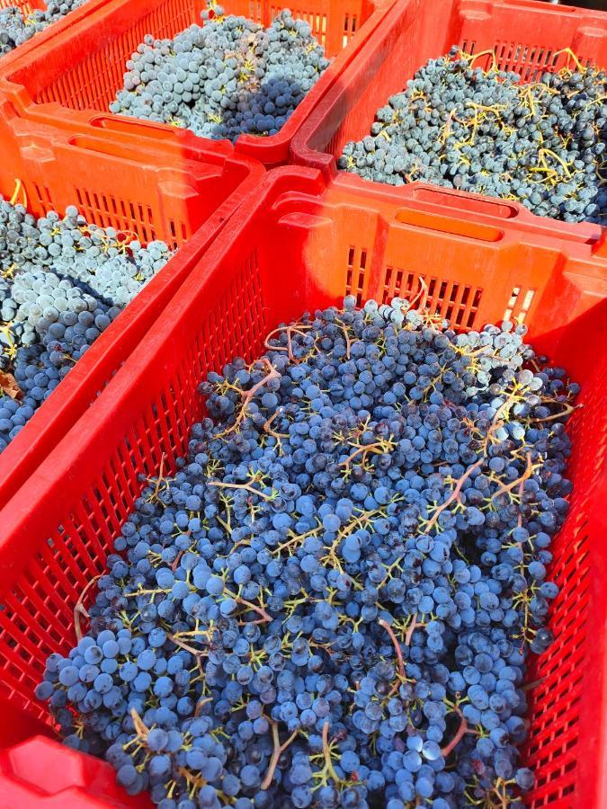 Agriturismo Colle Vento スヴェレート エクステリア 写真
