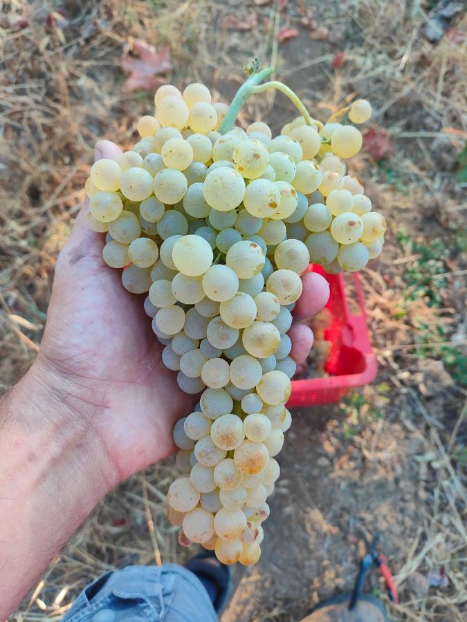Agriturismo Colle Vento スヴェレート エクステリア 写真